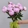 Розовые пионы импортные с доставкой в Кисловодске