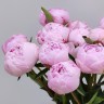 Розовые пионы импортные с доставкой в Кисловодске